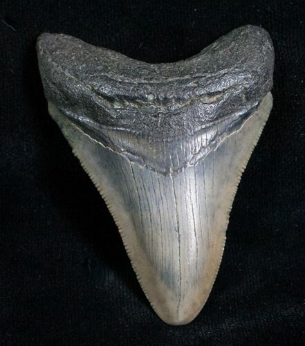 Bargain Megalodon Tooth - Peace River, FL #6080